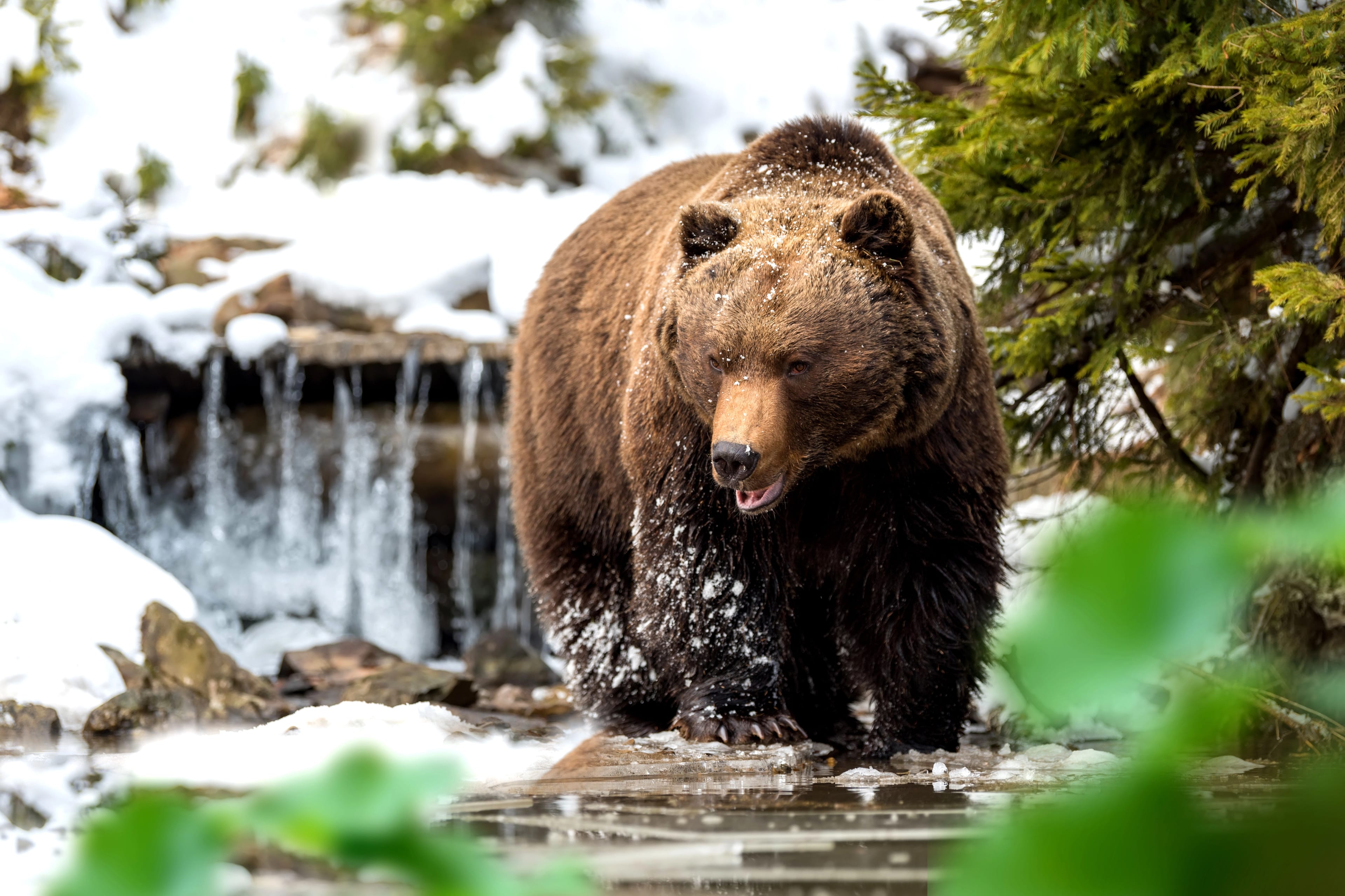 Close,Wild,Big,Brown,Bear,Near,A,Forest,Lake