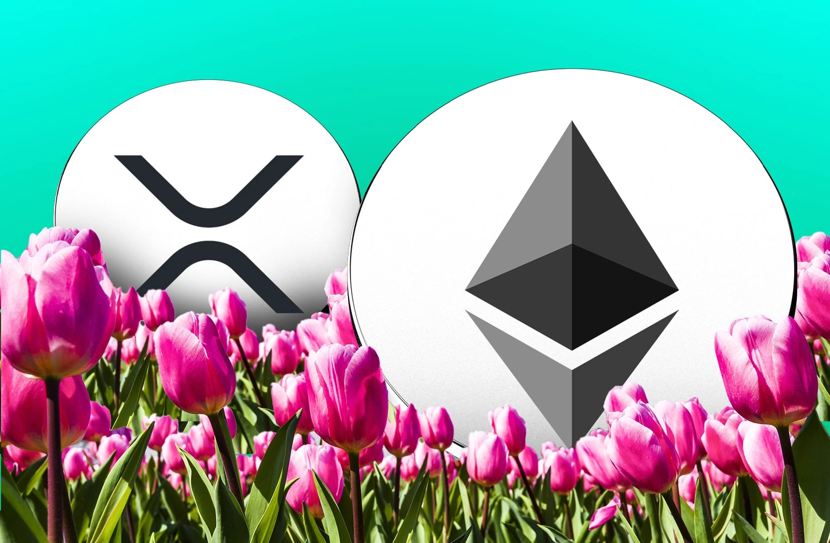 XRP and Ethereum trading spike flashes signs of altcoin spring