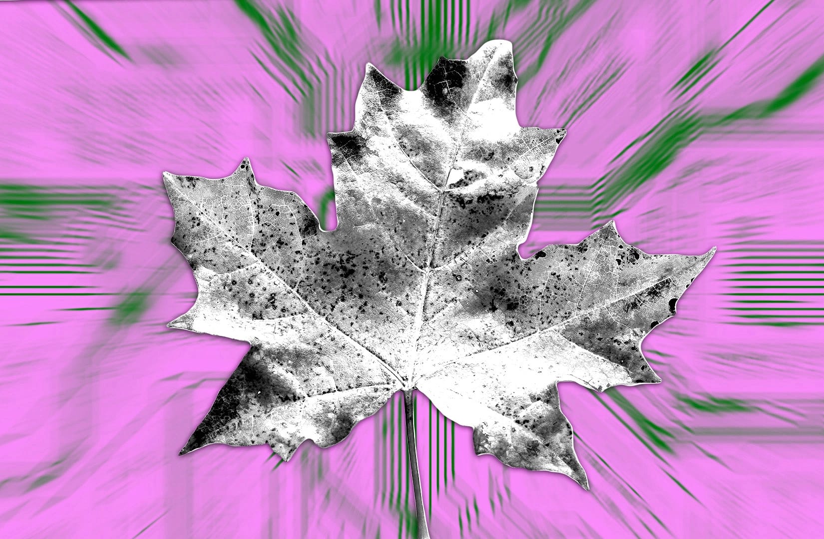 Maple Finance Reaches $1m Monthly Revenue