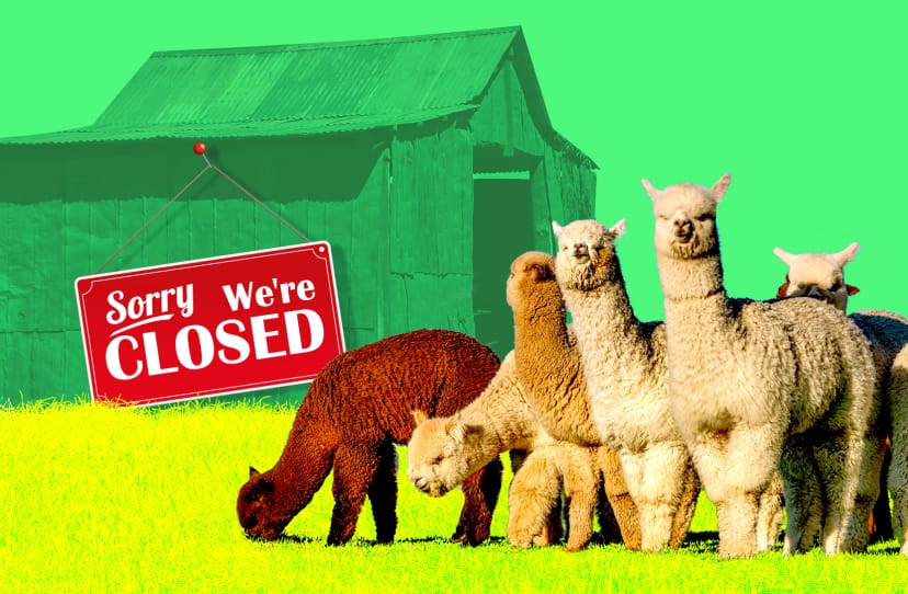 Alpaca Finance, once a $1bn DeFi darling, is done. Here’s what went wrong