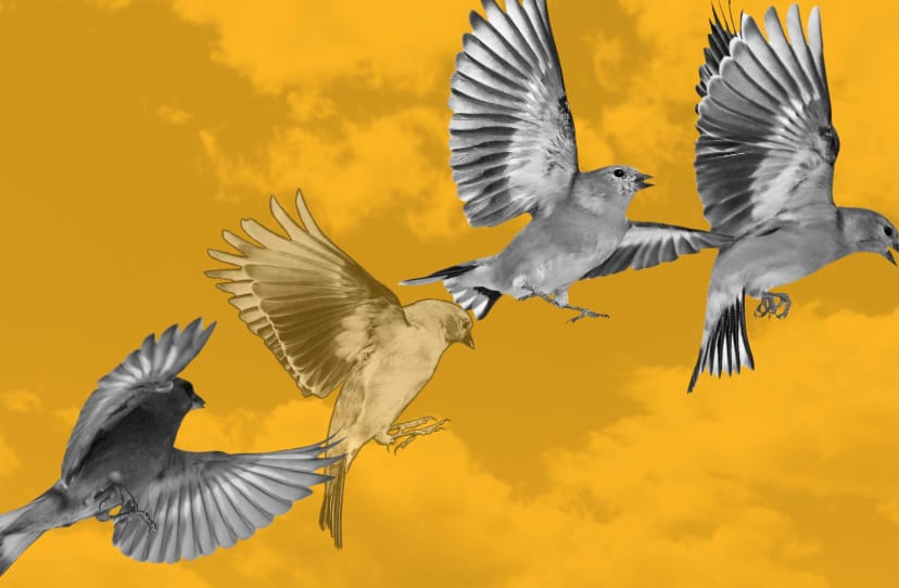 Real-world assets protocol Goldfinch loses risk adviser