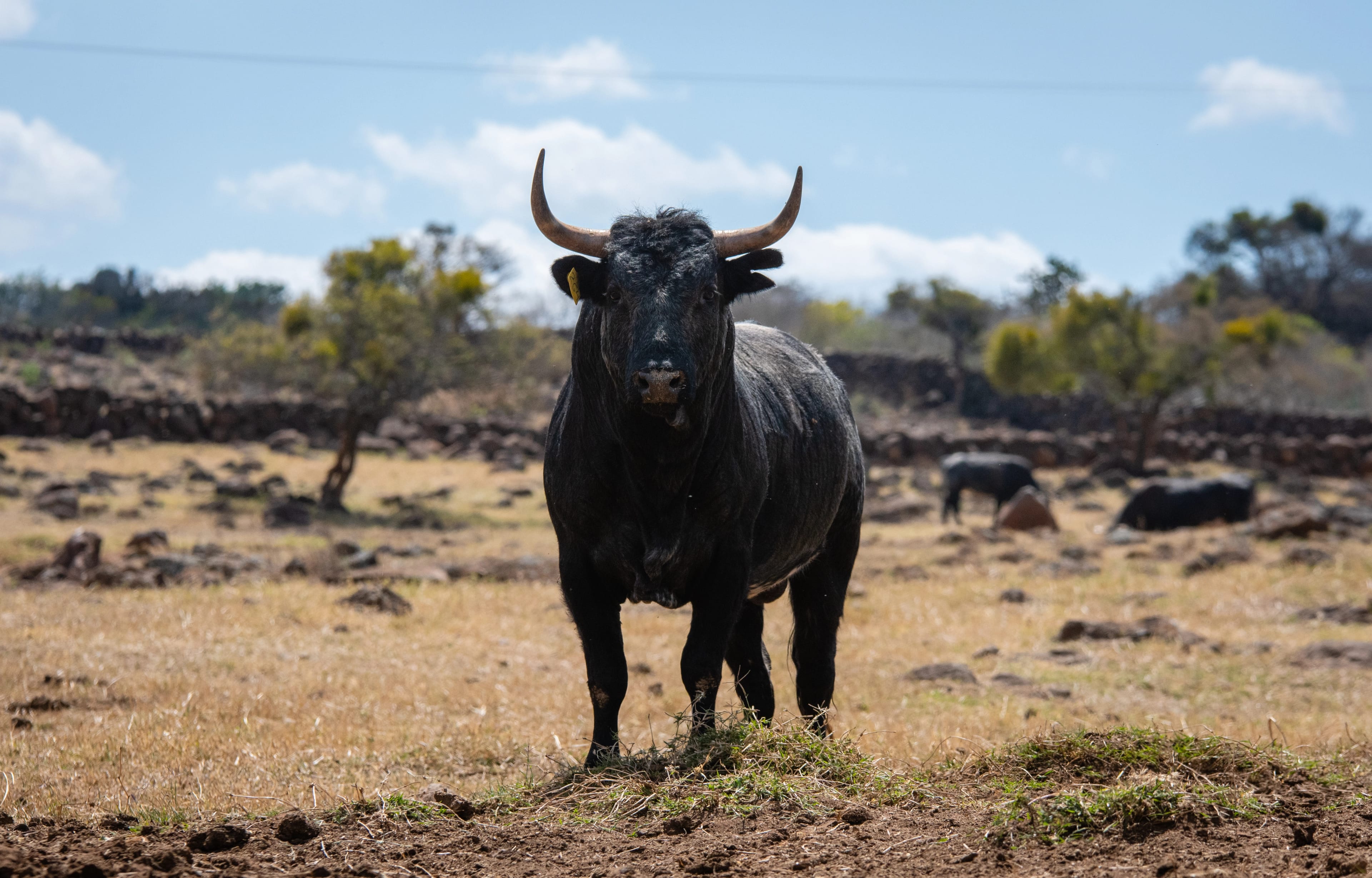 Big,Bull,With,Big,Horns,In,Spain